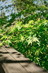 青紅葉
