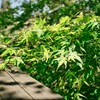 青紅葉