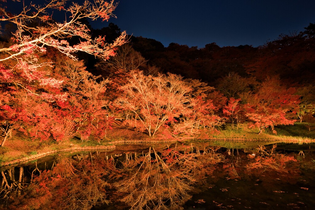 用作公園の紅葉