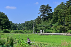横浜原風景・氏神さまに見守られ