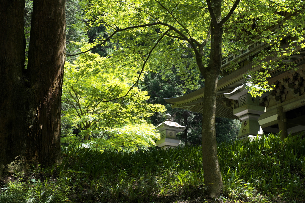 三門の光