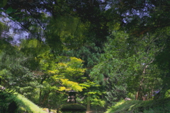 緑の波紋