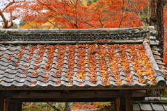 美・さりげなく