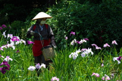 花菖蒲の世話