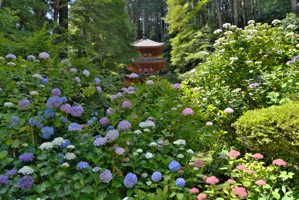 舞う紫陽花