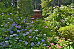 舞う紫陽花
