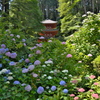 舞う紫陽花