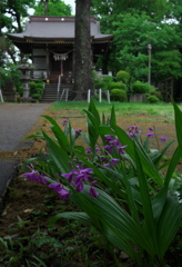 雨の紫蘭