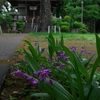 雨の紫蘭