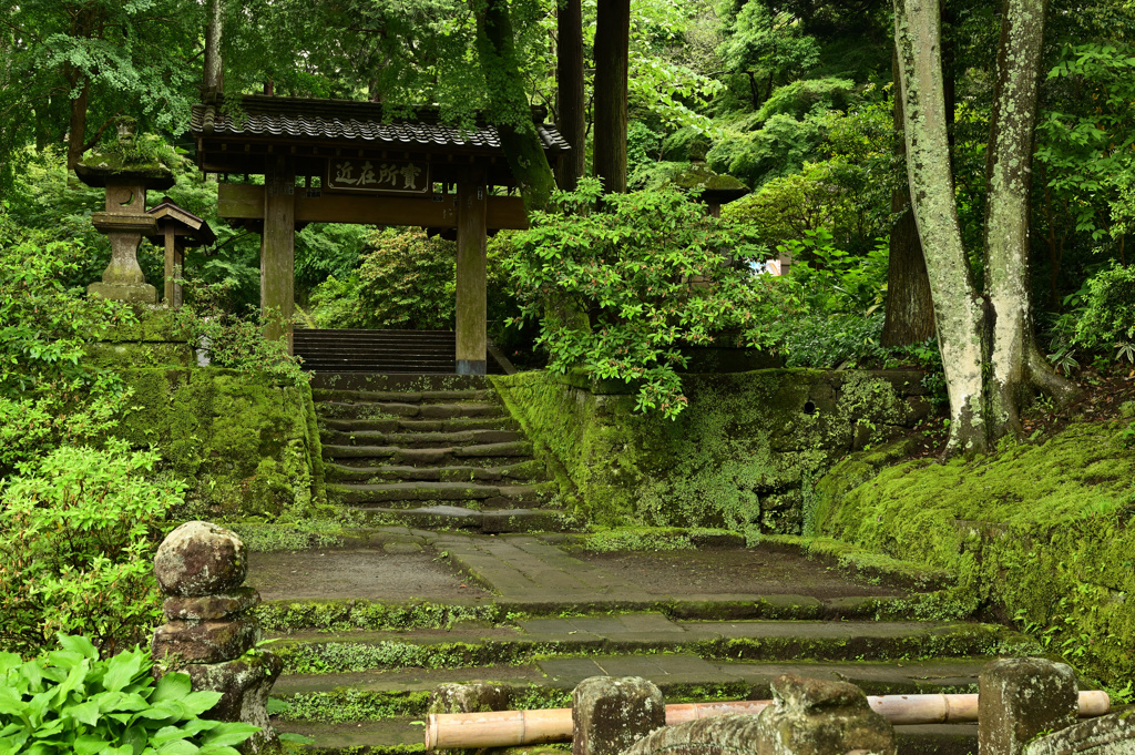 苔むす参道