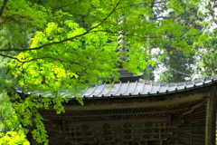 緑に覆われて