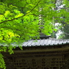 緑に覆われて