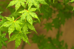 連休最終日は雨