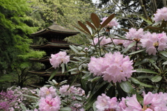 晩春の室生