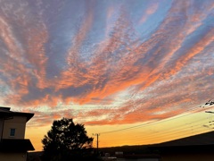 燃えるヤツデもみじ