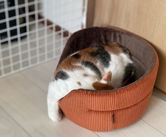だるねこ