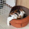 だるねこ