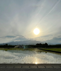 田に反射する光