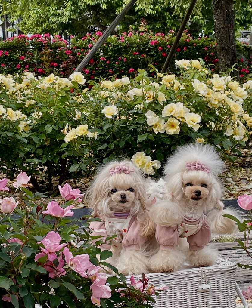 バラ園…その5  モデル犬