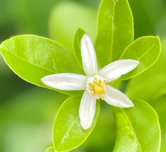 大玉金柑の花