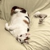 起こされたねこ