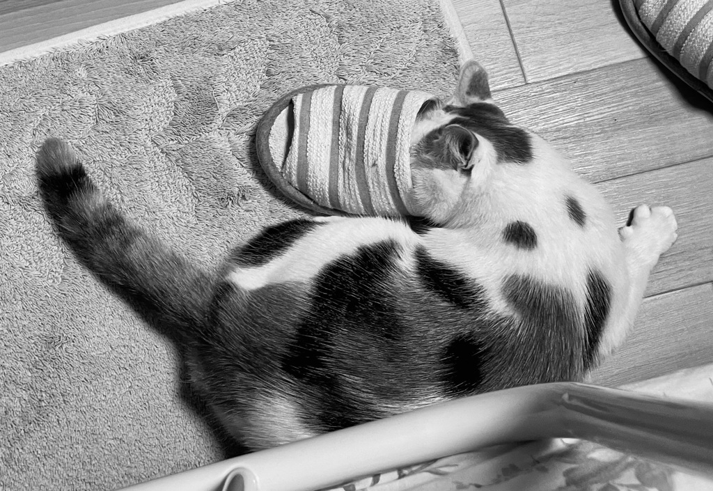 スリッパ♡ねこ