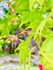 恥じらうプロペラ
