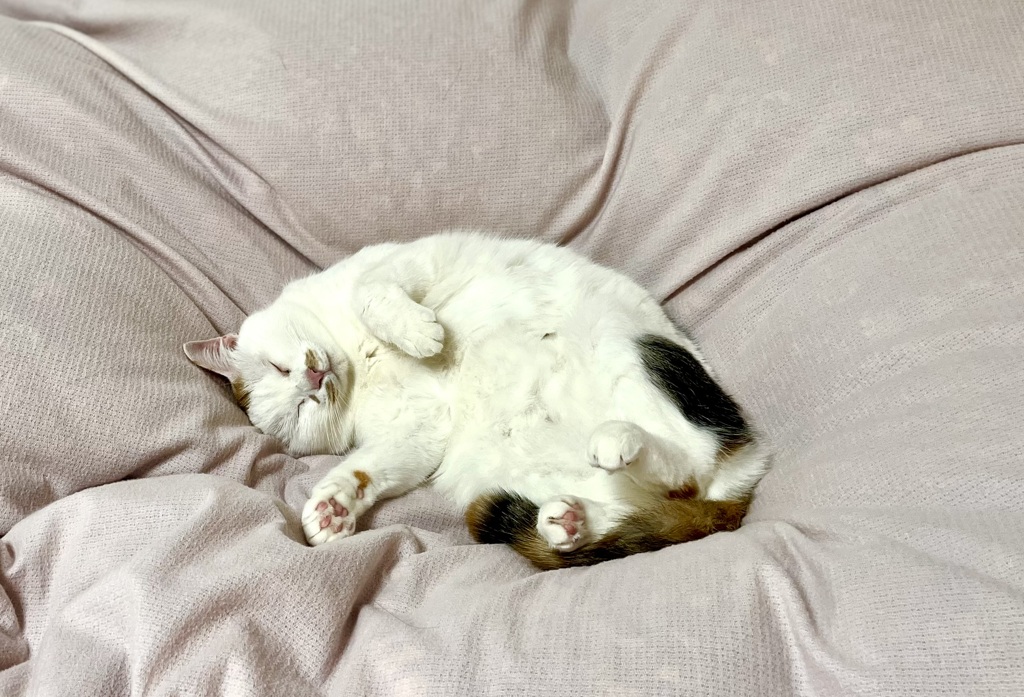 しぇ〜ってこうやって…zzz