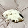しぇ〜ってこうやって…zzz