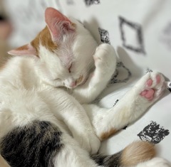 ね　む　い　ねこ