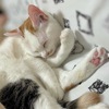 ね　む　い　ねこ