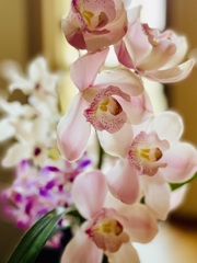 4人のバレリーナ