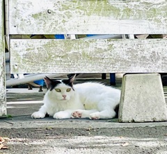 サクラ見つけた♡