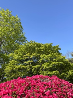 五月晴れGreen映え