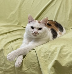 相談に乗るねこ…で、用件は？