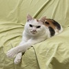 相談に乗るねこ…で、用件は？