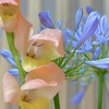 華
