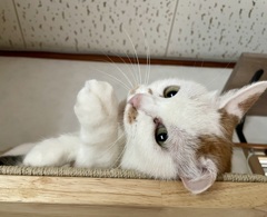 かまってよねこ