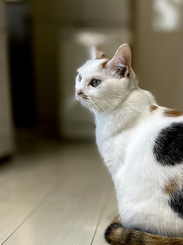 未来が見えるねこ