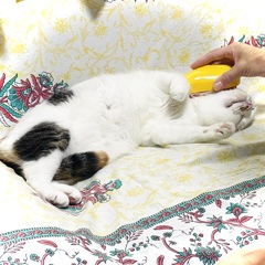 溶けねこ