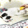 溶けねこ