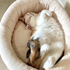 いなばうにゃー