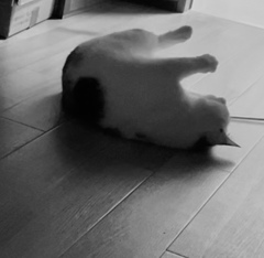 置き物かっ