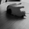 置き物かっ