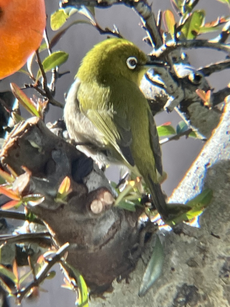 逆光浴びて…見返りメジちゃん