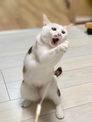 女優シリーズその2…熱唱ねこ