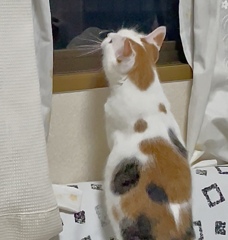 ガラス越し…超接近するねこ