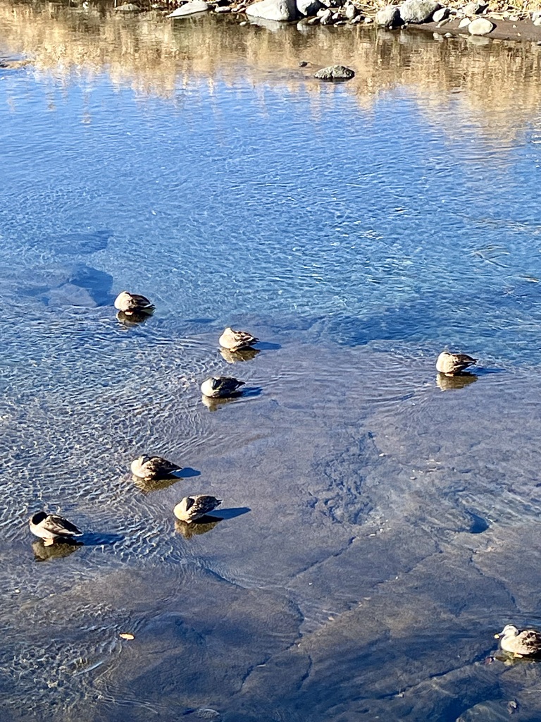 わぁ〜カモ団子や〜