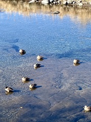 わぁ〜カモ団子や〜