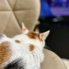 てれびねこ…アート的な